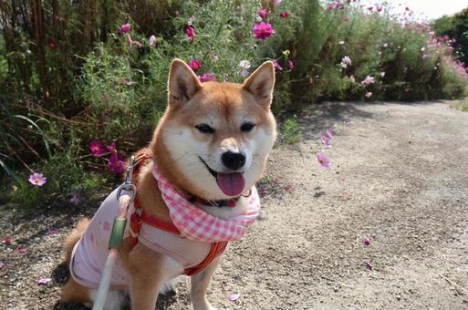 わくわく田島緑地のコスモスと飼い犬 わくわく田島緑地のコスモスと飼い犬の写真