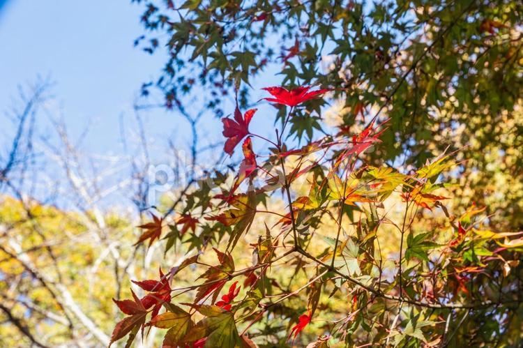 城峯公園　紅葉風景　紅葉　もみじ 城峯公園,紅葉,もみじの写真素材