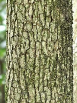 カキノキの樹皮 カキノキの樹皮 カキノキ,柿木,カキの写真素材
