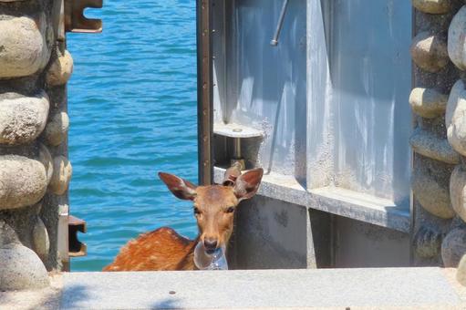 【広島県】海岸に漂着したゴミを咥える鹿 鹿,野生,宮島の写真素材