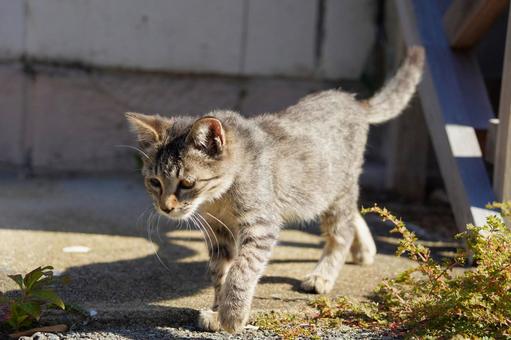 相島の子猫ちゃん ねこ,子猫,猫島の写真素材