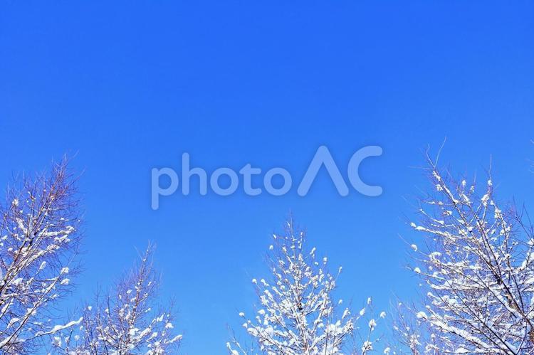 青空と雪が付いた樹木 コピースペース,青空,爽やかの写真素材