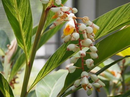 熱帯植物 キフゲットウの花④ 熱帯植物 キフゲットウの花④ 月桃,花,白い花の写真素材