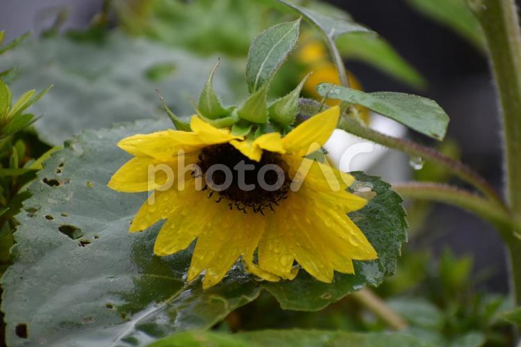 雨の日のミニひまわり ミニひまわり,ヒマワリ,花の写真素材