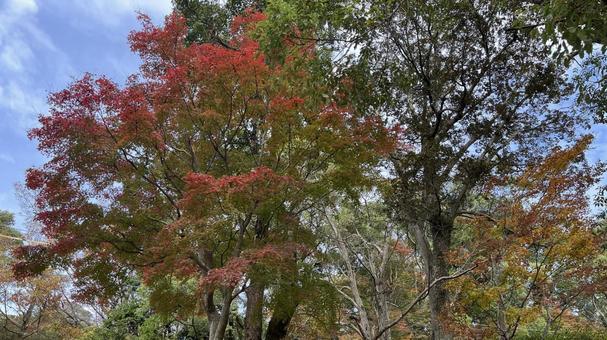 紅葉3 紅葉3の写真