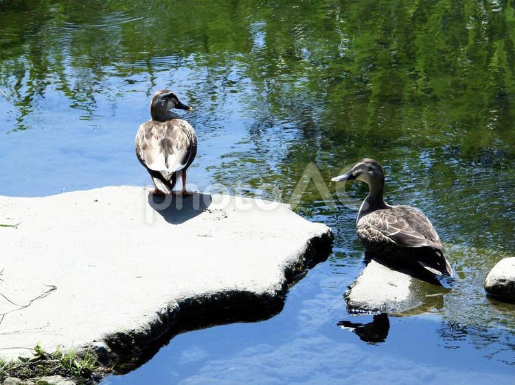 川辺で佇むペアのカモ 鳥,野鳥,カモの写真素材