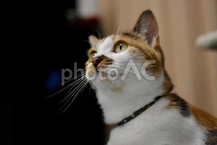 三毛猫の横顔 猫,三毛猫,ペットの写真素材
