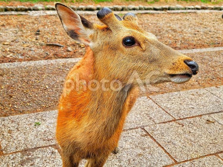 奈良公園の鹿(奈良県) 奈良公園,鹿,シカの写真素材