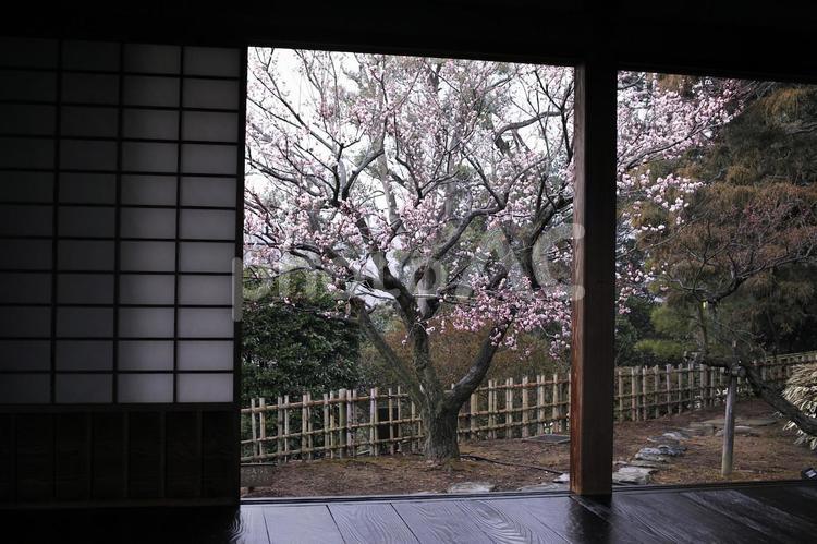 庭の梅の木 梅,梅の木,屋敷の写真素材
