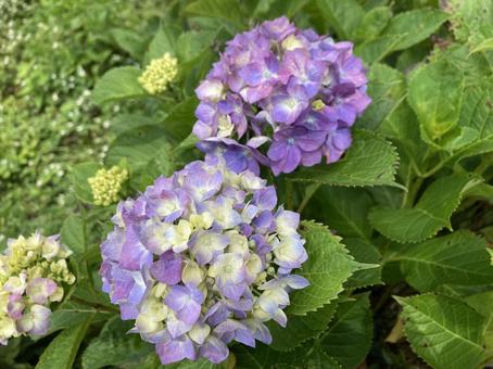 Hydrangea (purple), JPG