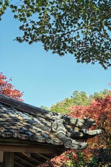 青空に映えるもみじ 紅葉,もみじ,モミジの写真素材