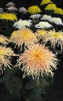 菊 菊,花,栽培菊の写真素材