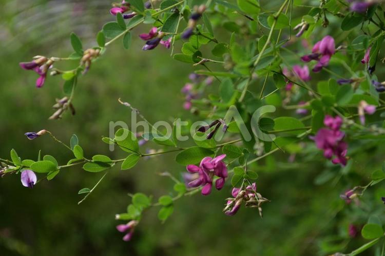 秋の花：ヤマハギ2 植物,ヤマハギ,山萩の写真素材