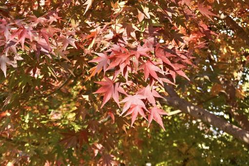 紅葉 紅葉,もみじ,赤の写真素材