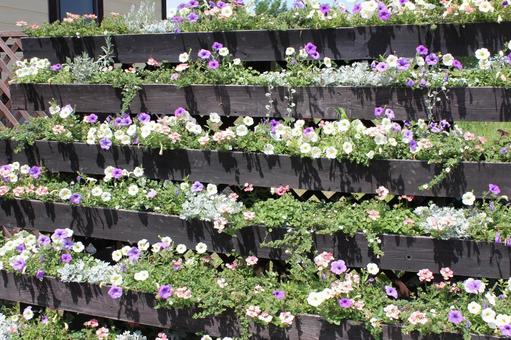 サフィニア2 サフィニア,カラフル,7月の写真素材