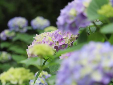 Hydrangea, JPG Hydrangea, JPG