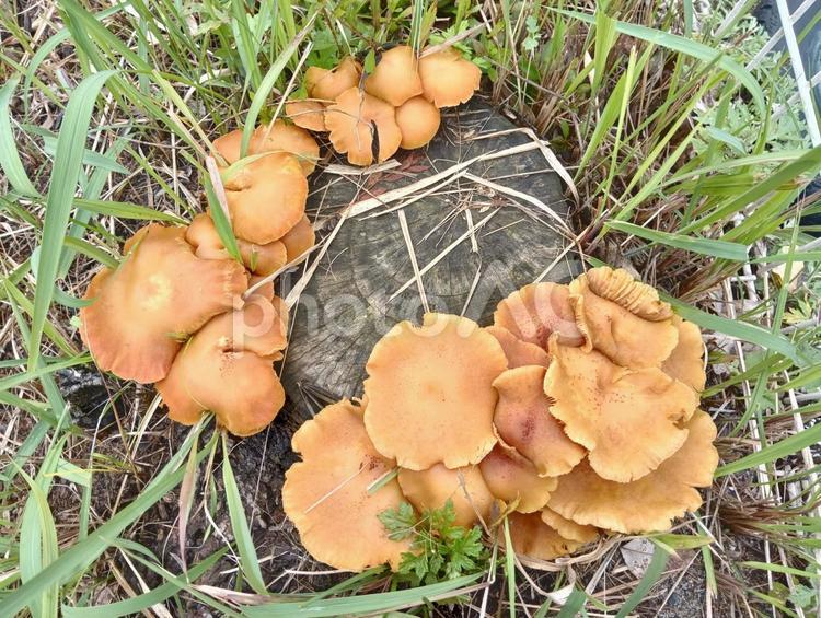 キノコ（食用か不明） キノコ,切り株,道端の写真素材