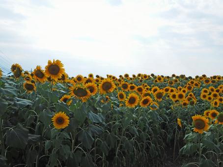 逆光のひまわり・その6 逆光のひまわり・その6 ヒマワリ,ひまわり,向日葵の写真素材