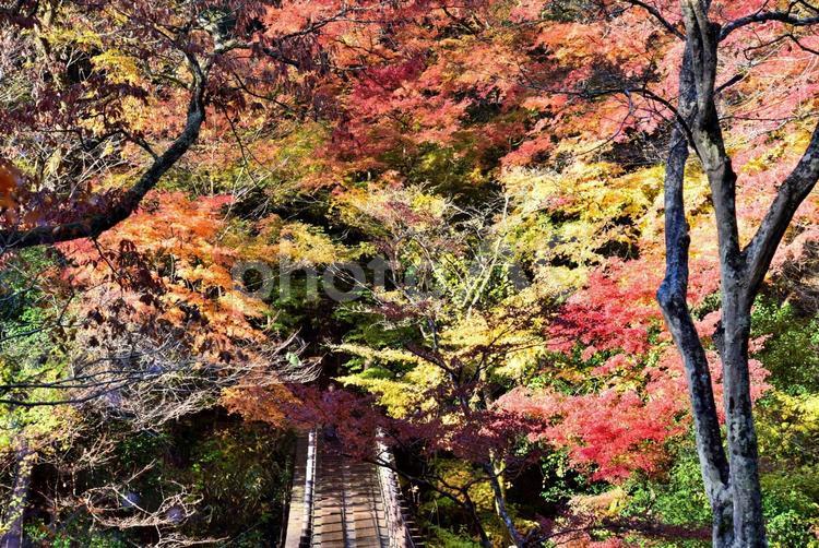 花貫渓谷の紅葉（北茨城） 秋,紅葉,もみじの写真素材