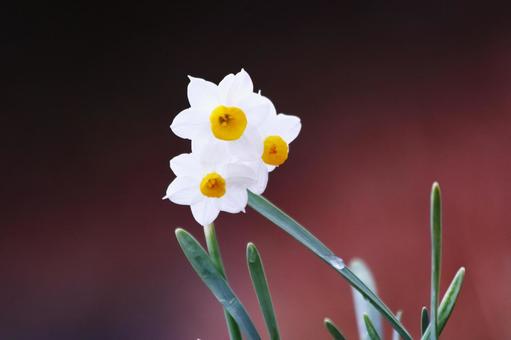 幻想的な背景と白い水仙の花 花,スイセン,植物の写真素材