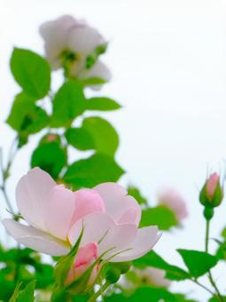 ピンクの薔薇 ピンクの薔薇 薔薇,ピンク,淡いの写真素材