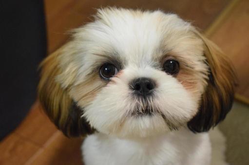 シーズー 子犬 シーズー 子犬の写真