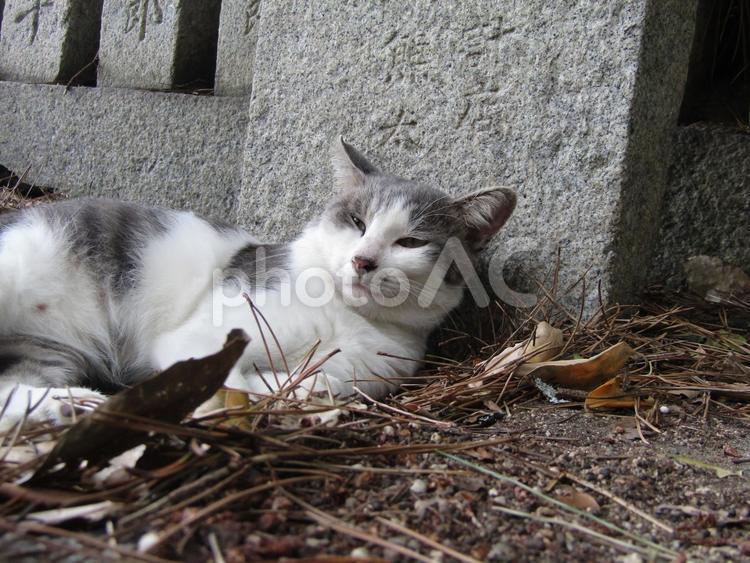 神社のねこさん14 ネコ,猫,catの写真素材