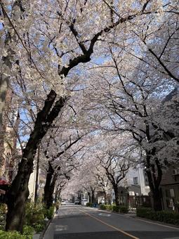 SAKURA SAKURA 春,さくら,桜の写真素材