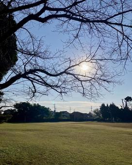 朝の公園の太陽の写真