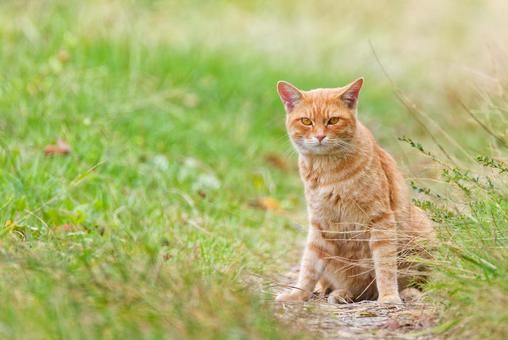 座ってこちらを見るノラネコ ノラネコ,野良猫,のら猫の写真素材