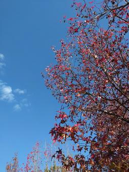 Photo, autumn sky, autumn, autumn leaves, 