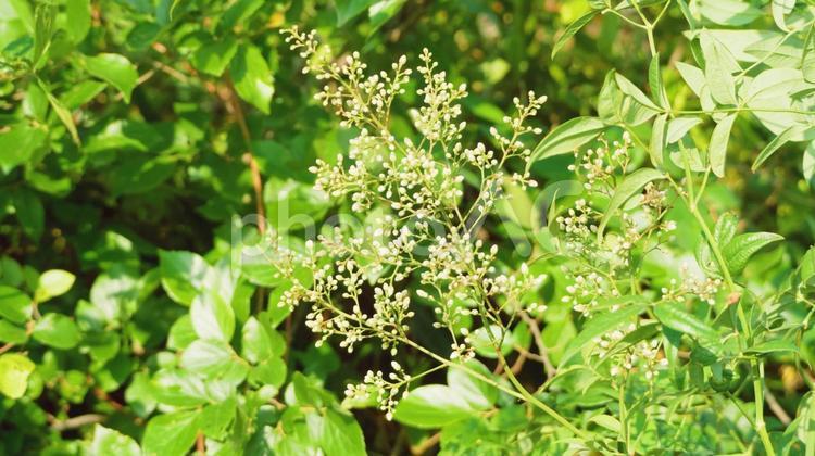 南天の小さな可愛い花 ナンテン,南天,白の写真素材