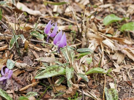 カタクリの花のある風景 カタクリ,花,植物の写真素材