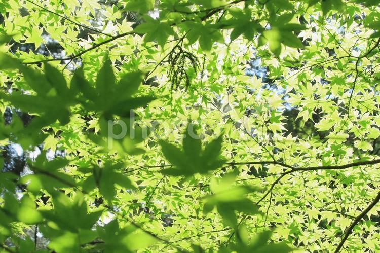 木漏れ日が射す森の中の青モミジ 青モミジ,新緑,木漏れ日の写真素材