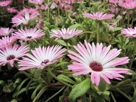 Photo, livingston daisy, blooming landscape, a flower, 