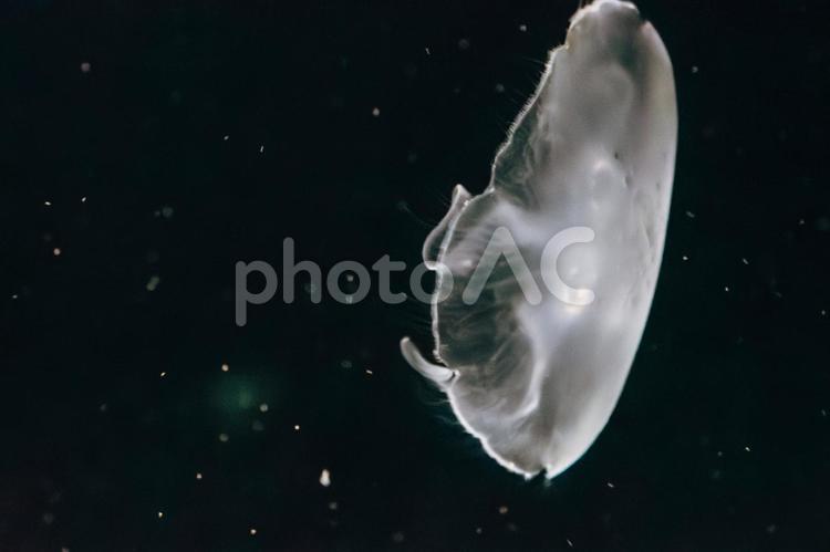 さまようクラゲ クラゲ,生き物,軟体動物の写真素材