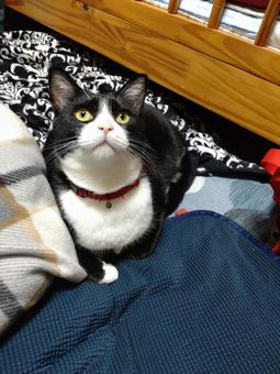 ハチワレ猫009 ハチワレ猫009 かわいい,聞き耳,おもしろいの写真素材