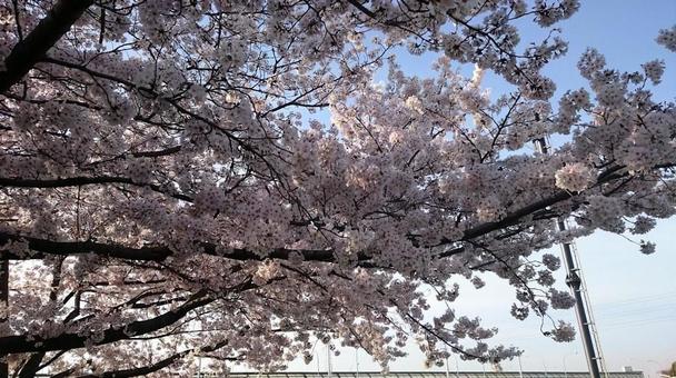 満開の桜並木 満開の桜並木の写真