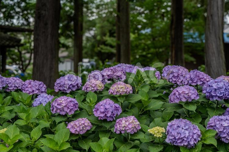 指扇アジサイまつり2025年 アジサイ,紫陽花,花の写真素材