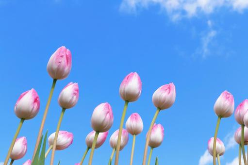 アイスチューリップ アイスチューリップ,チューリップ,花の写真素材