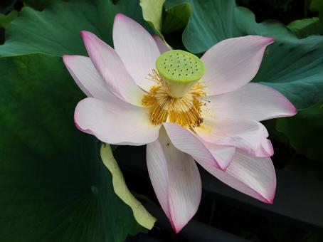 美しい蓮の花 美しい蓮の花 蓮,花,美しいの写真素材