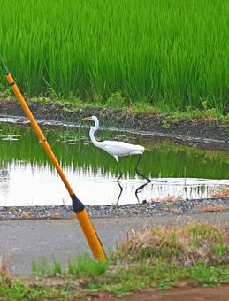 Great Egret Crossing the Water, JPG Great Egret Crossing the Water, JPG