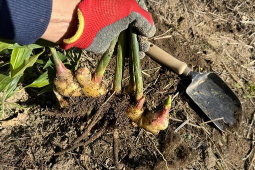 生姜の収穫・引き抜く ショウガ,収穫,生姜の写真素材
