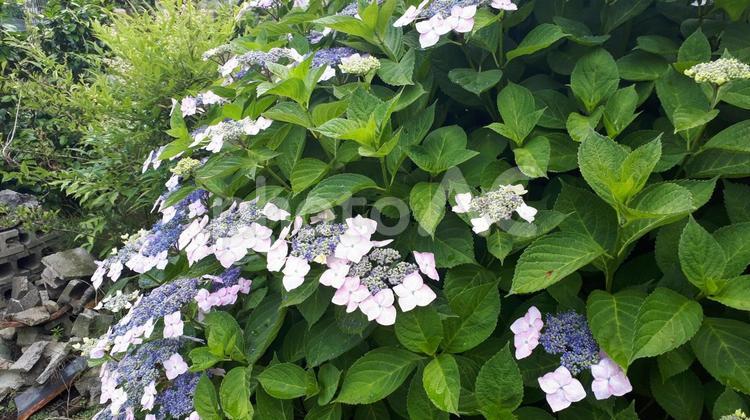 アジサイ　紫陽花　ミツバチ あじさい,アジサイ,紫陽花の写真素材