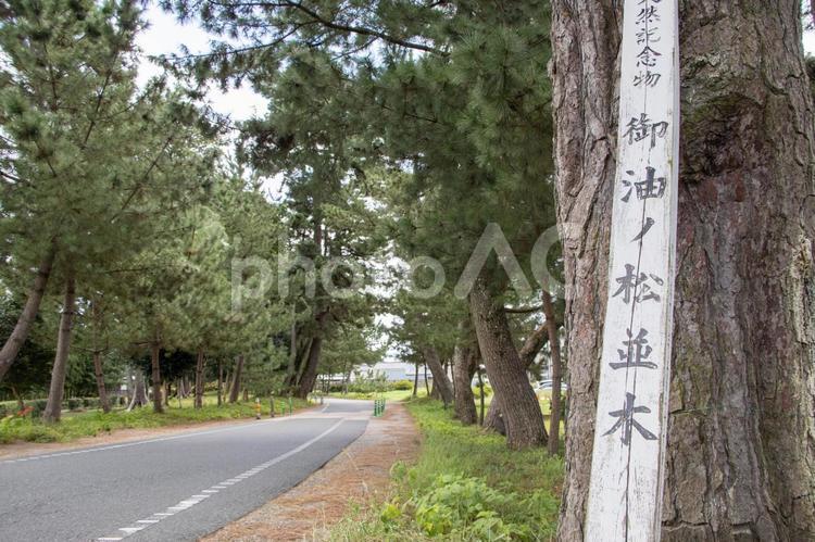御油の松並木 御油の松並木,旧東海道,御油の写真素材