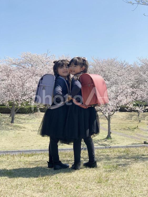 桜の下ランドセルで登校する小学生 子供,ランドセル,桜の写真素材