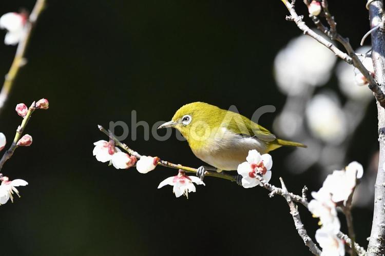 佐布里池梅林　梅の花とメジロ メジロ,鳥,春の写真素材
