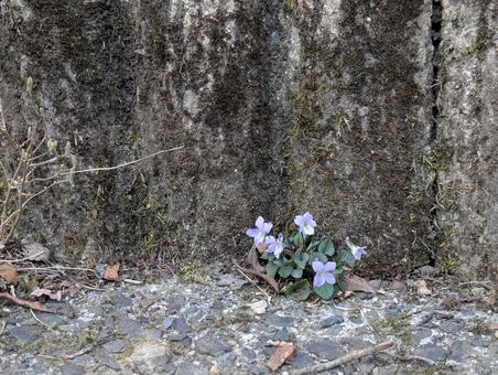 道端の一輪花 道端の一輪花の写真