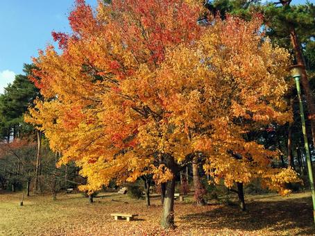 公園の紅葉 公園の紅葉の写真