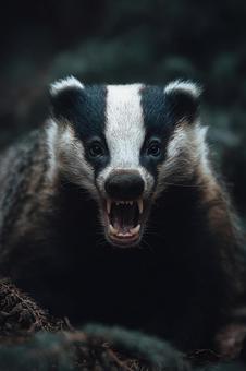鋭い歯を見せる怒りのアナグマ 鋭い歯を見せる怒りのアナグマの写真
